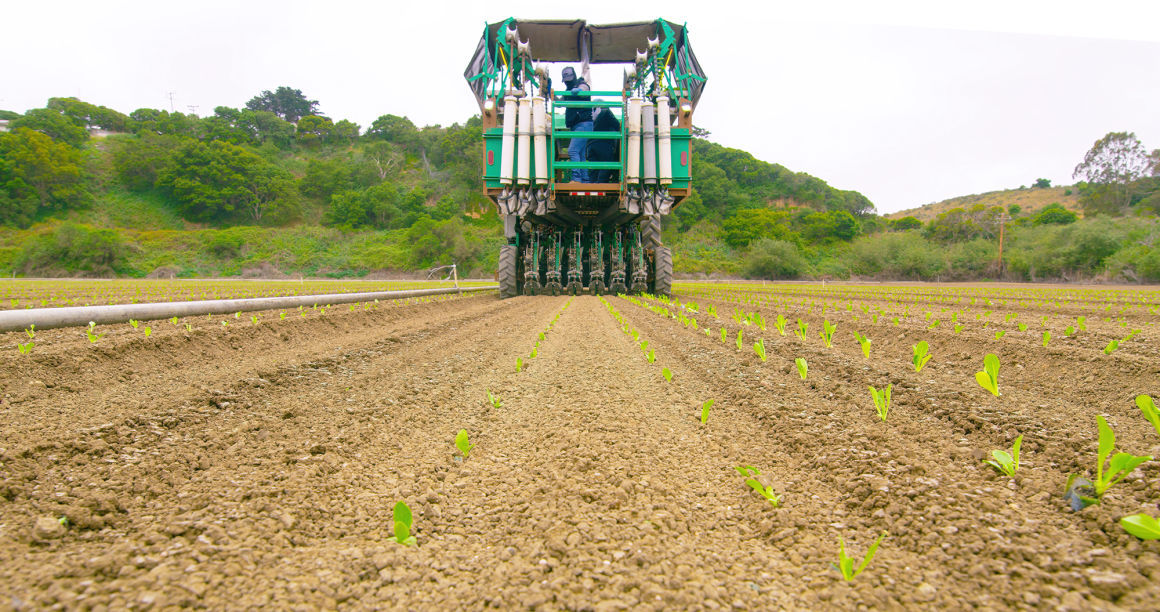 Transplanting at different stages