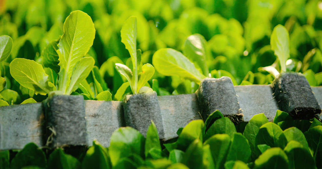 Plant Tape Australia